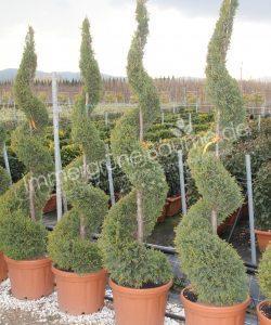 Cupressocyparis leylandii 'Castlewellan Gold'