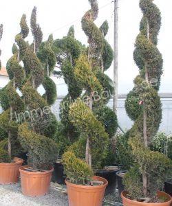 Cupressocyparis leylandii 'Castlewellan Gold'