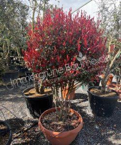 Photinia fraseri 'Robusta Compacta' - Glanzmispel