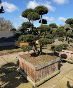 Pinus mugo 'Gnom'