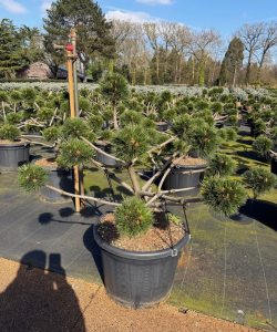 Pinus nigra 'Brepo'