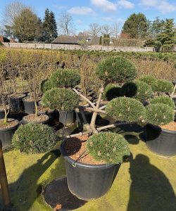 Pinus nigra 'Brepo'