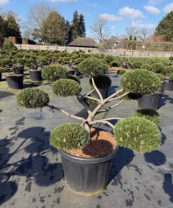 Pinus nigra 'Brepo'