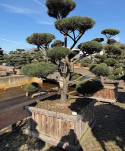 Pinus sylvestris 'Norsky'