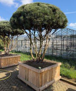 Pinus sylvestris 'Watereri'