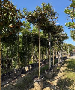 Prunus laurocerasus 'Novita' - Kirschlorbeer