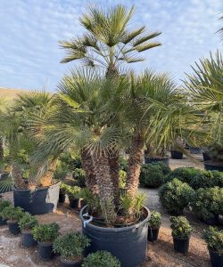 Chamaerops humilis - Europäische Zwergpalme 