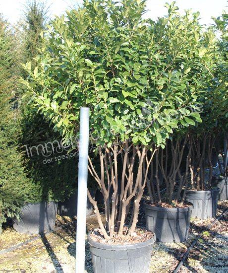 Prunus laurocerasus 'Rotundifolia' - Kirschlorbeer | Mehrstamm mit  Schirmkrone - Hhe 275/300cm  Topfmae 180 Liter | Prunus laurocerasus  Produkt Information | Prunus laurocrasus| Prunus laurocerasus Spezialist