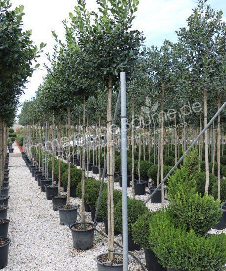 Ilex 'Nellie Stevens' - Stechpalme | Hochstamm - Stammumfang 8/10cm -  Stammhhe 180cm - Topfma 25 Liter | Ilex aquifolium Produkt Information |  Ilex aquifolium | Ilex aquifolium Spezialist