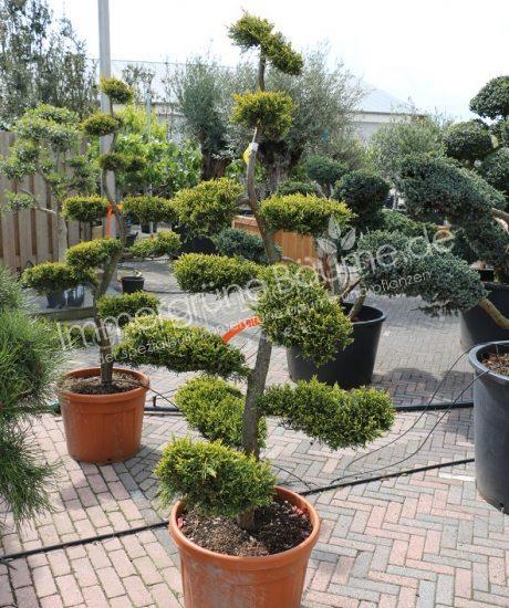 Garten bonsai kaufen
