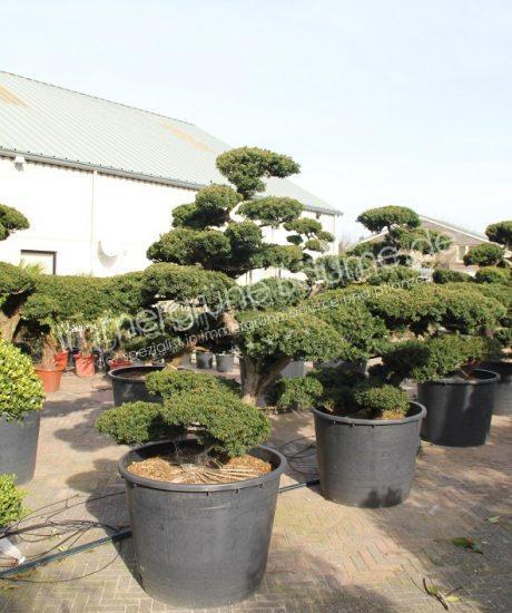 Taxus Garten bonsai kaufen