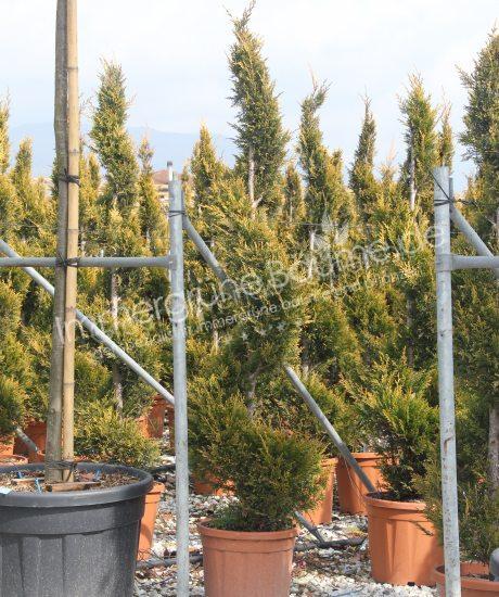 Cupressocyparis leylandii 'Castlewellan Gold' kaufen