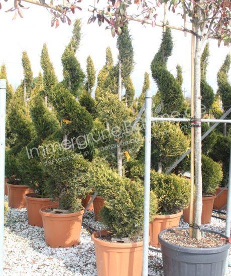 Cupressocyparis leylandii 'Castlewellan Gold' kaufen