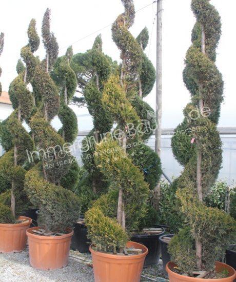 Cupressocyparis leylandii 'Castlewellan Gold' kaufen