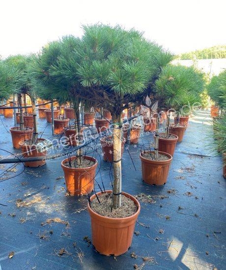 Pinus brepo kaufen