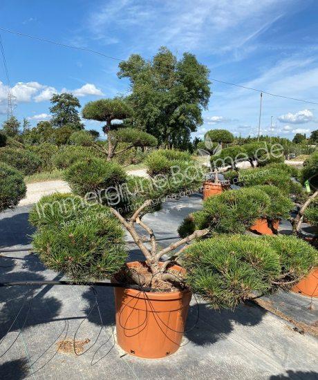 Garten bonsai kaufen