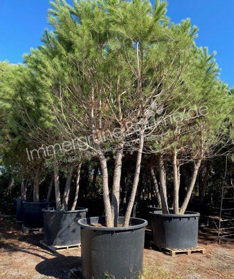 Pinus pinea Mehrstamm