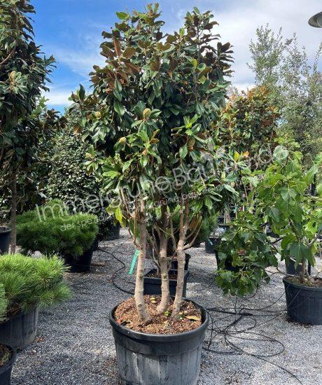 Magnolia grandiflora Goliath Mehrstamm kaufen