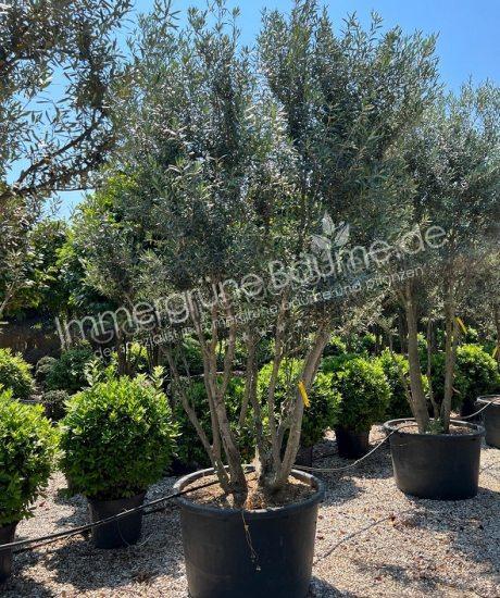 Toskanischer Olivenbaum kaufen