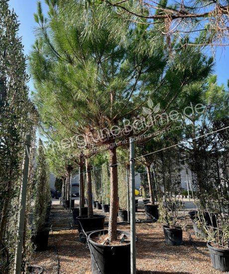 Pinus pinea hochstamm 