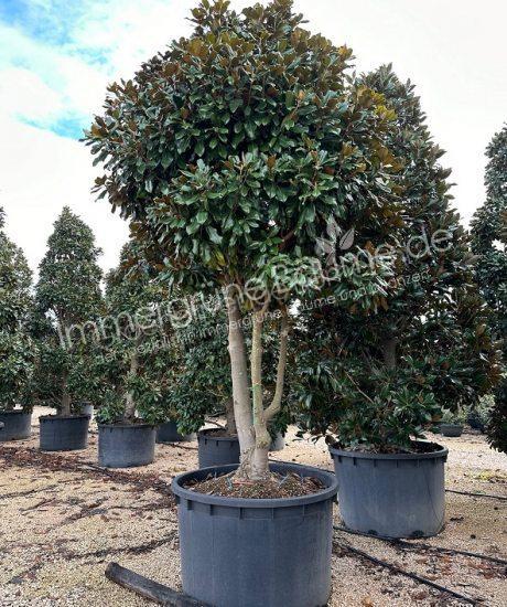 Magnolia grandiflora Goliath kaufen 