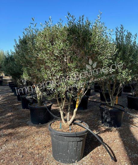 Toskanischer Olivenbaum 