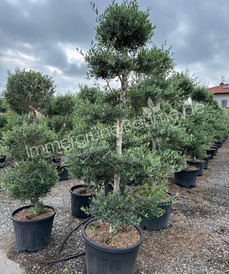 Olivenbaum pom-pom 