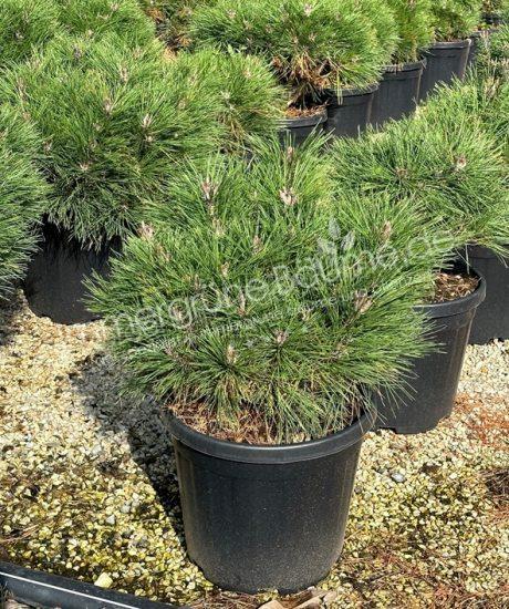 Pinus brepo kugel kaufen