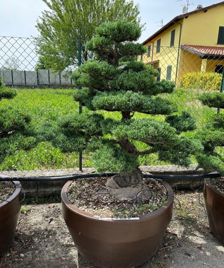Pinus pentaphylla bonsai kaufen