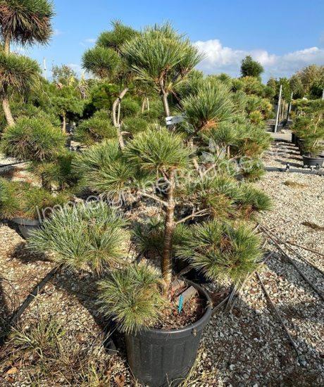 Pinus strobus bonsai kaufen