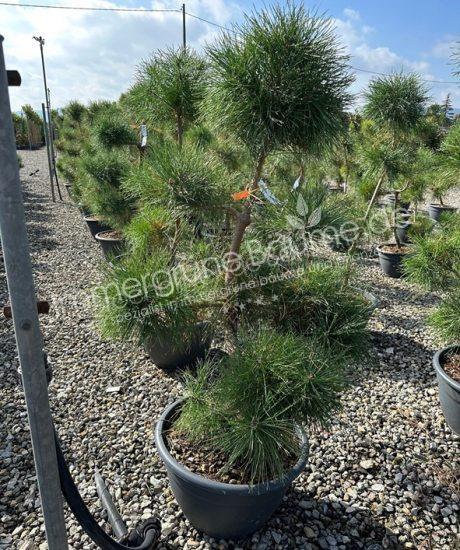 Pinus sylvestris garten bonsai kaufen