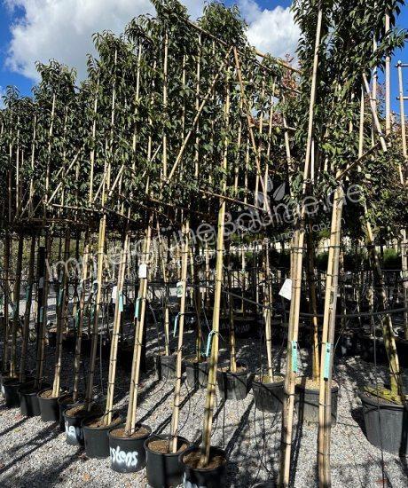 Portugiesischer Kirschlorber Spalierbaum kaufen