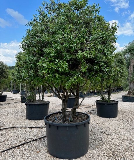 Quercus Ilex Mehrstamm kaufen