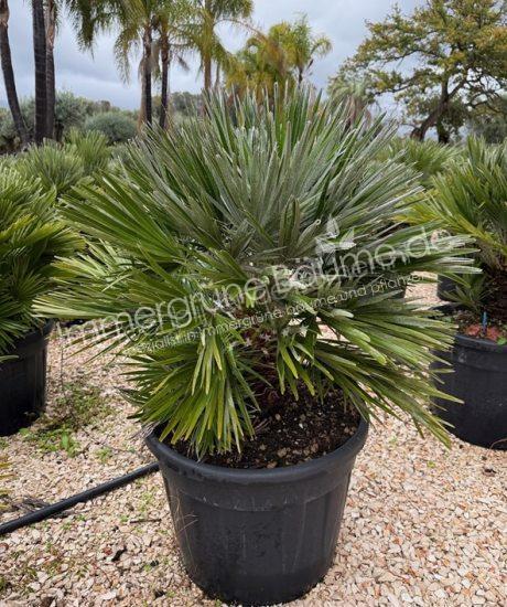 Chamaerops humilis 'Nana' kaufen