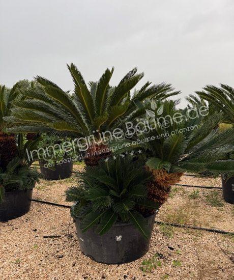 Cyca revoluta kaufen