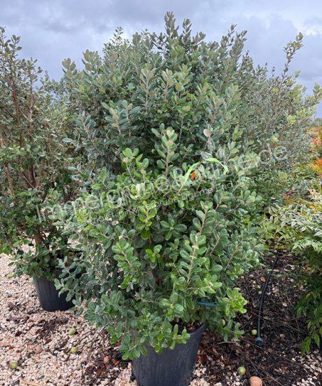 Feijoa sellowiana Strauchform kaufen