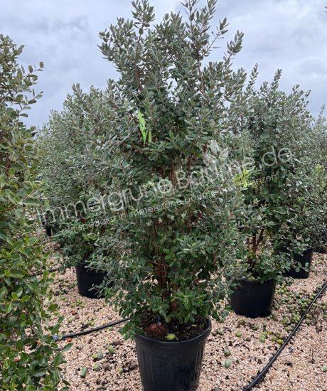 Feijoa sellowiana Strauchform kaufen