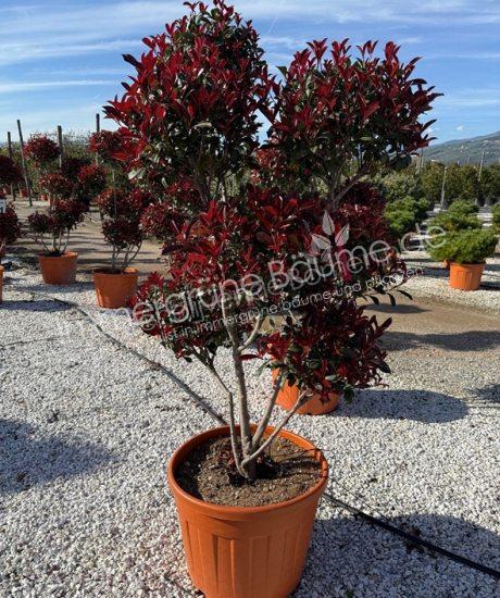 Photinia fraseri 'Robusta Compacta' Pom Pom kaufen