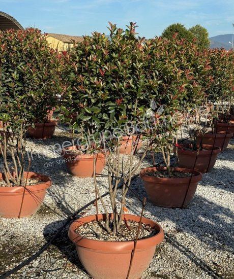 Photinia fraseri 'Robusta Compacta' Mehrstämmig kaufen Glanzmispel