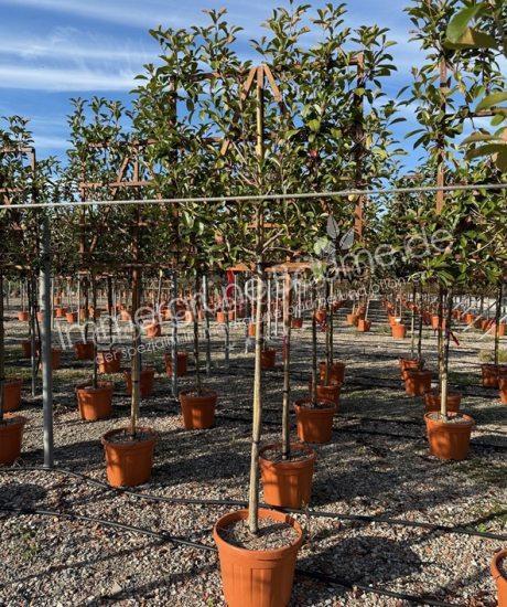 Glanzmispel Spalierform kaufen Photinia fraseri 'Red Robin'