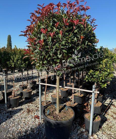 Glanzmispel Kurzstamm Photinia fraseri 'Red Robin'