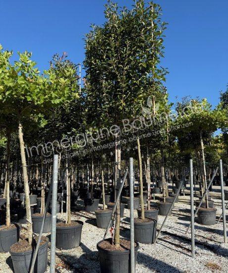 Glanzmispel Spalierbaum Photinia fraseri 'Red Robin'