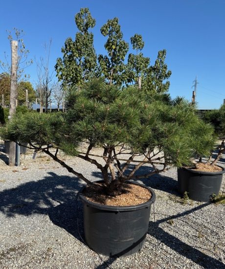 Pinus nigra 'Bambino' Mehrstamm kaufen