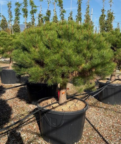 Pinus densiflora 'Alice Verkade' Kurzstamm kaufen