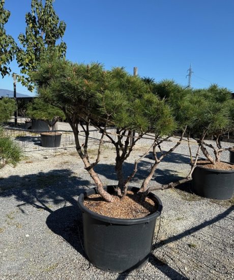 Pinus brepo 'Pierrick Bregeon' Merhstamm kaufen Kubel Schwartzkiefer