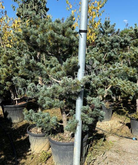Pinus parviflora pentaphylla 'Glauca' bonsai kaufen