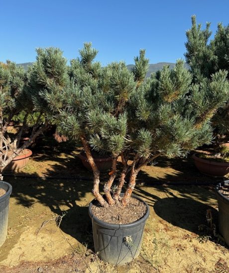 Pinus sylvestris 'Watereri' Mehrstamm kaufen