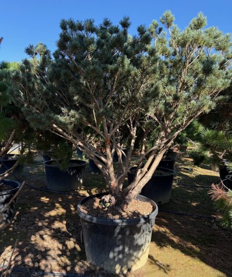 Pinus sylvestris 'Watereri' Mehrstamm kaufen