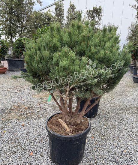 Pinus sylvestris 'Watereri' Mehrstamm kaufen