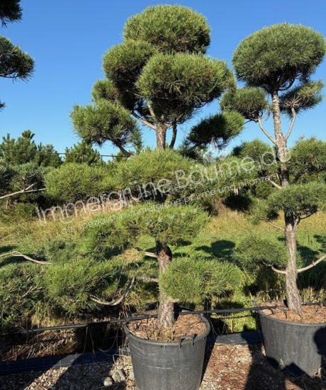 Pinus sylvestris Bonsai kaufen